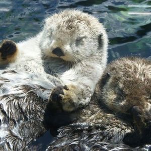 Meet your Posher, Trish